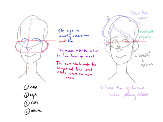 face anatomy drawing tutorial